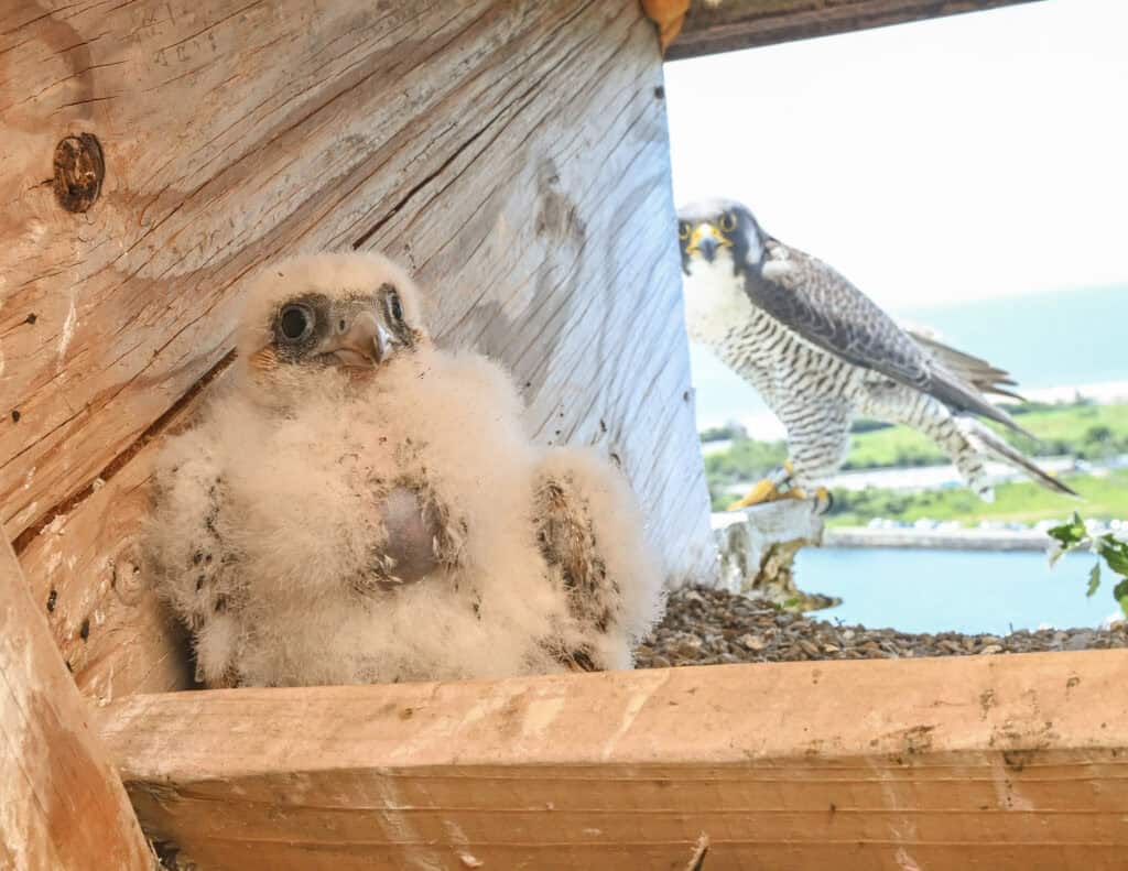 Meet University of Pittsburgh’s new residents: Peregrine falcon chicks