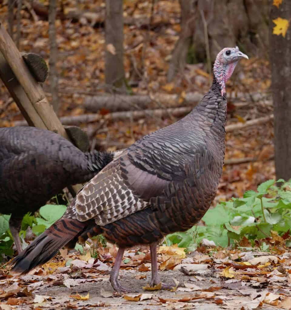 Your guide to wild turkey hunting season in New Hampshire