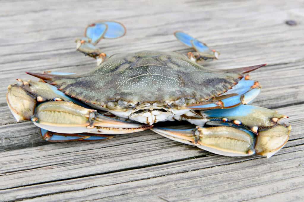 Everything you need to know about Chesapeake Bay blue crabs
