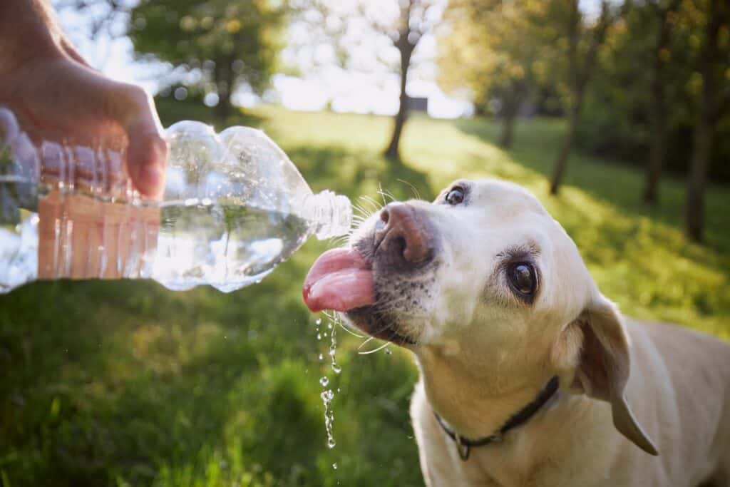 Keeping pets safe in the NC heat: 10 tips from veterinarians