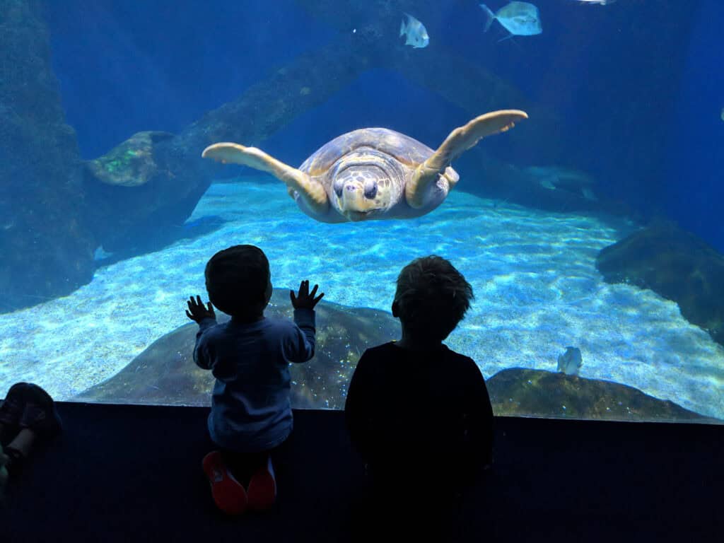 The 18 coolest things you’ll see at the Virginia Aquarium