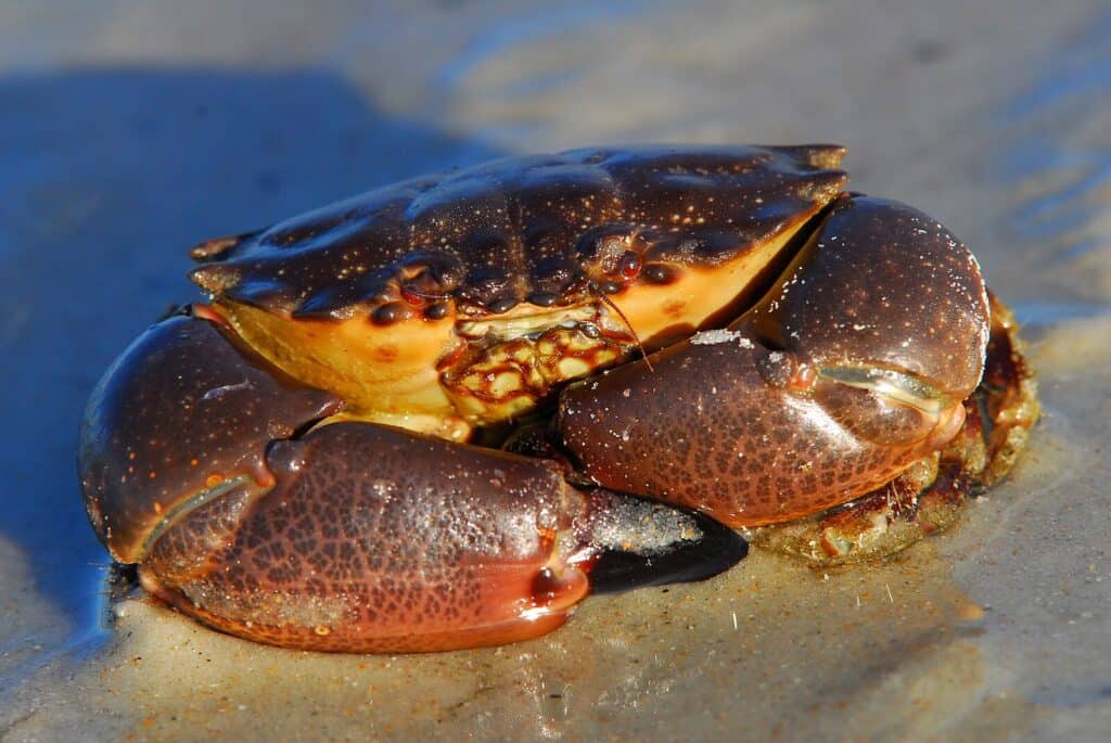 Stone crabs have made their way to Virginia waters. Here’s why that’s so alarming.
