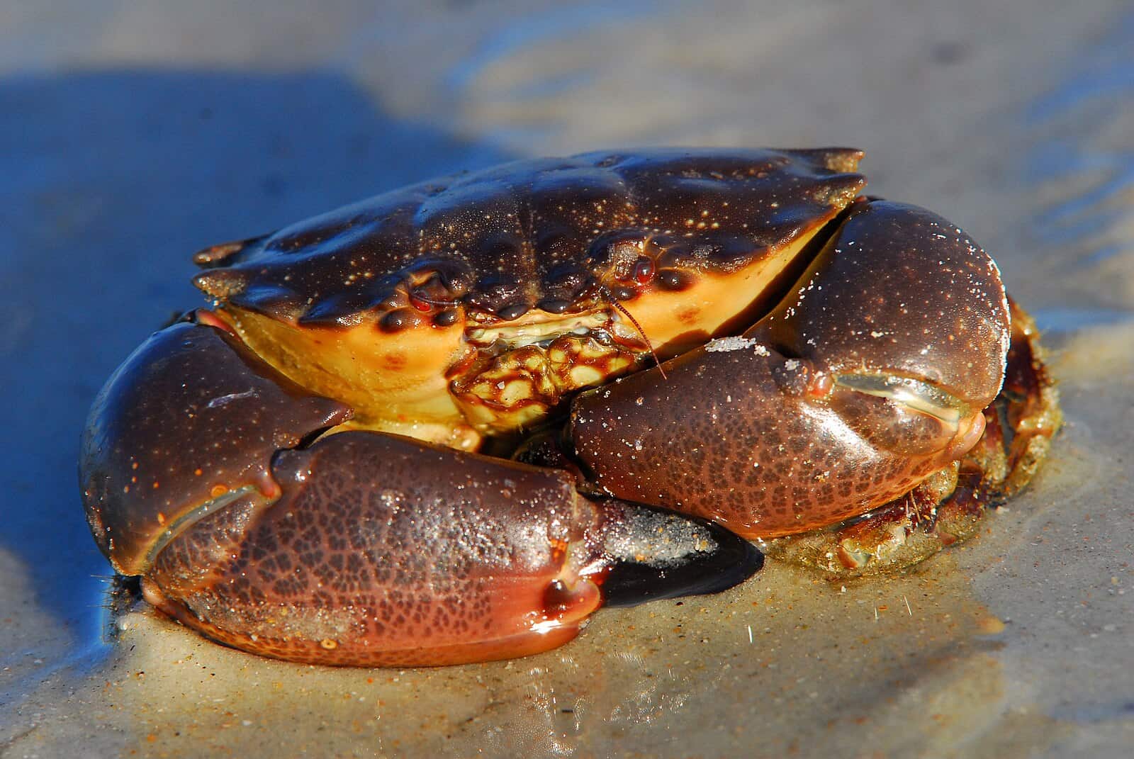 Stone crabs have made their way to Virginia waters. Here’s why that’s so alarming.