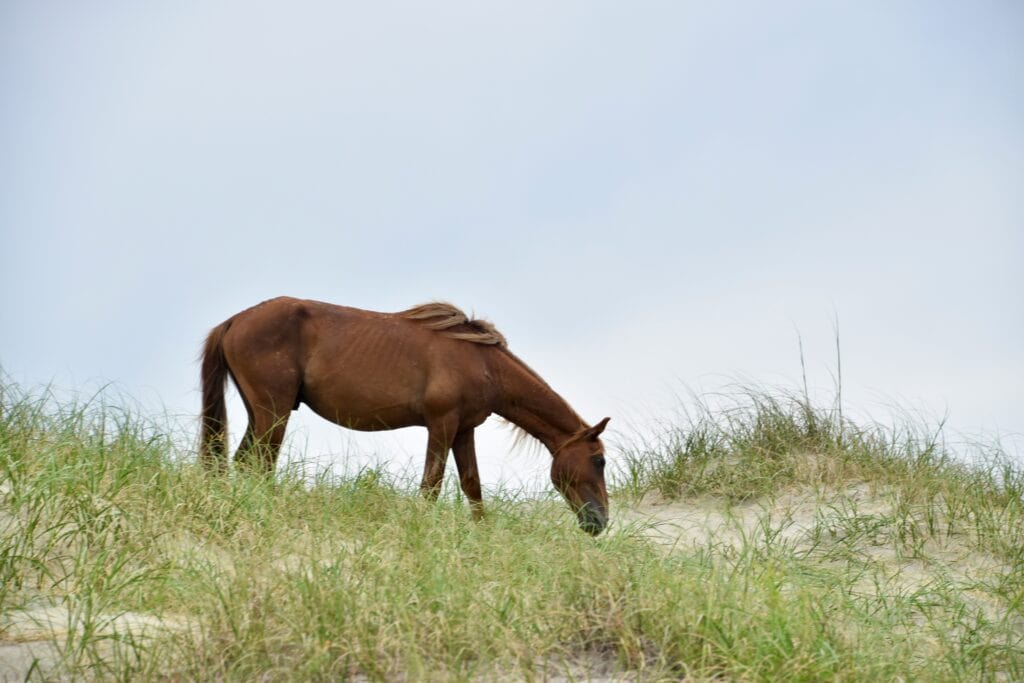 Corolla’s wild horses weather Hurricane Erin using a centuries’ old trick