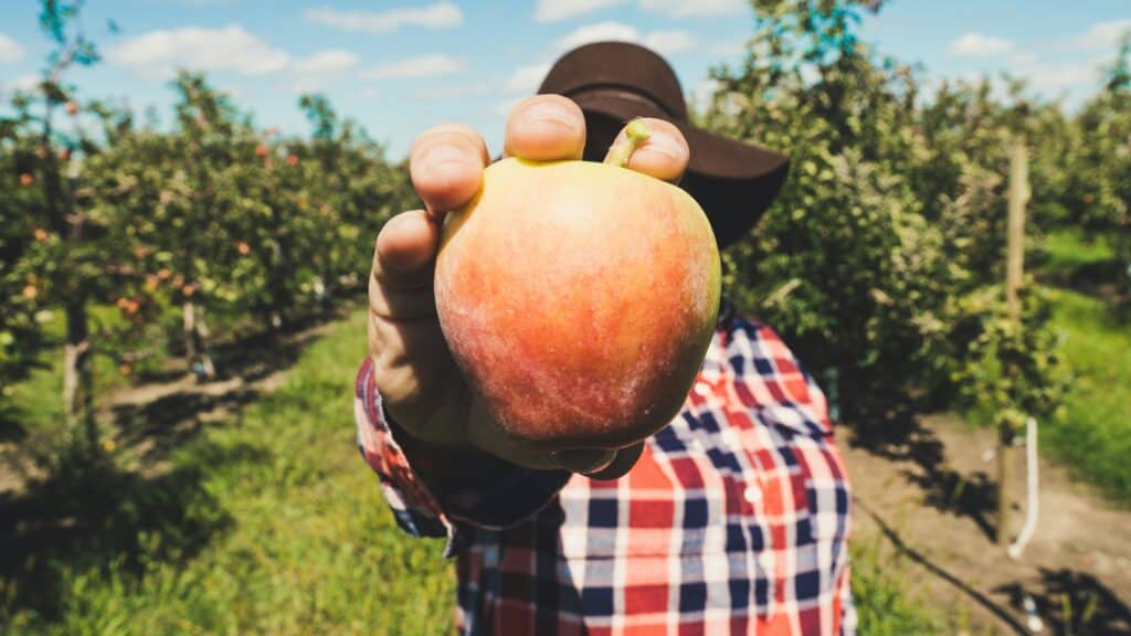 Your 2025 guide to apple picking in New Hampshire