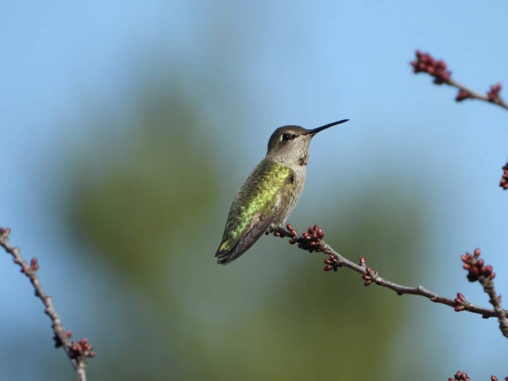 Get ready to spot hundreds of hummingbirds flying over Wisconsin