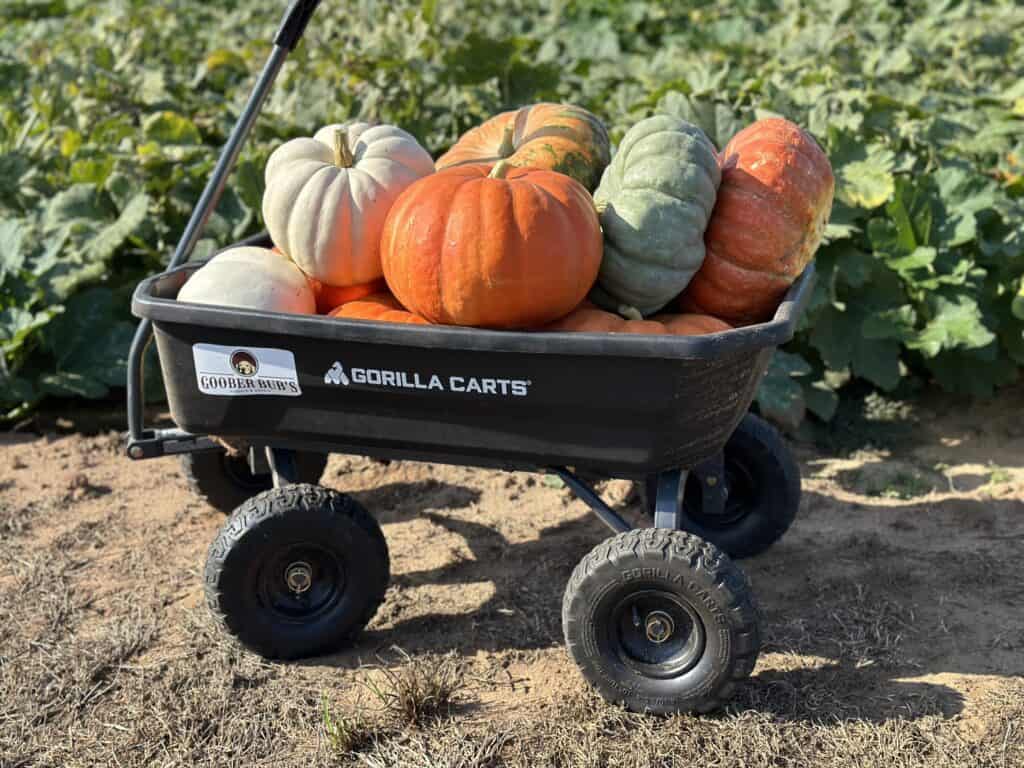 Enjoy fall fun at these 9 u-pick farms in North Texas