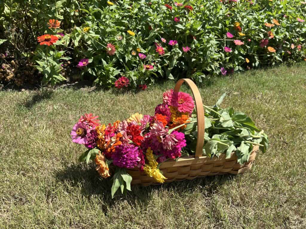 Enjoy fall fun at these 9 u-pick farms in North Texas