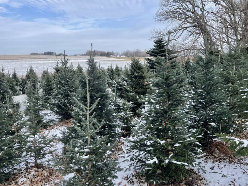 These are the 12 best cut-your-own tree farms in Iowa