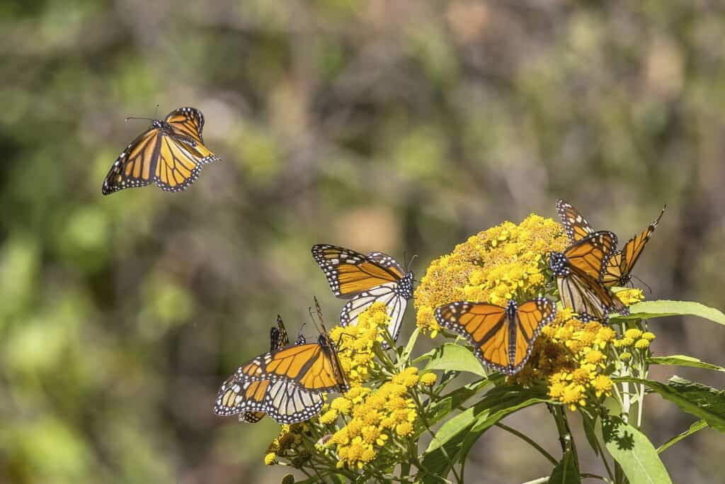 Following the Flight: How Texas A&M Is Helping Monarchs Thrive