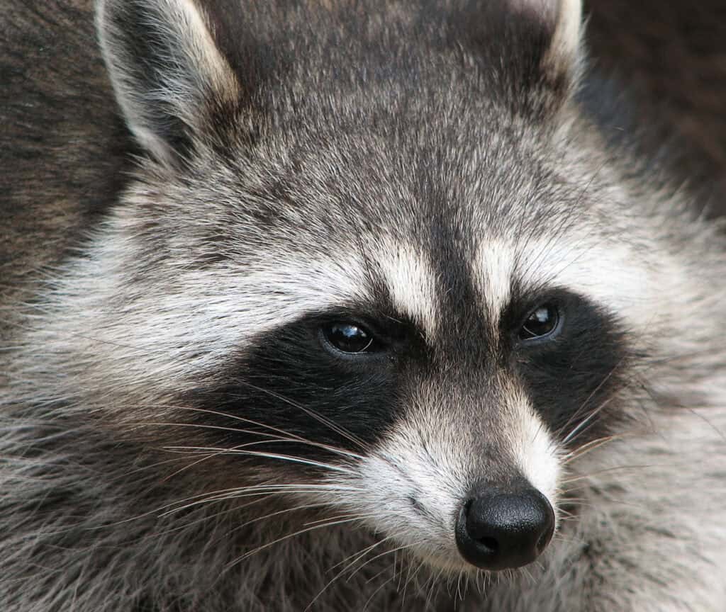 Hangover Hero: Rescued Raccoon Helps Hanover County Shelter Boost Donations