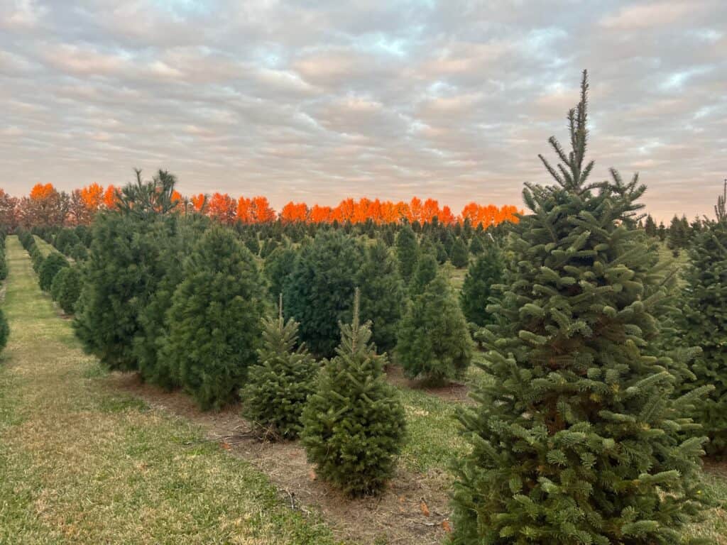 These are the 12 best cut-your-own tree farms in Iowa