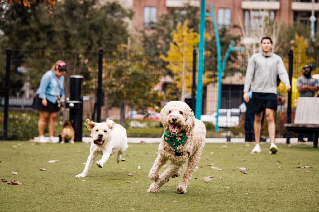 Houston’s best dog parks for running, splashing, & making new friends