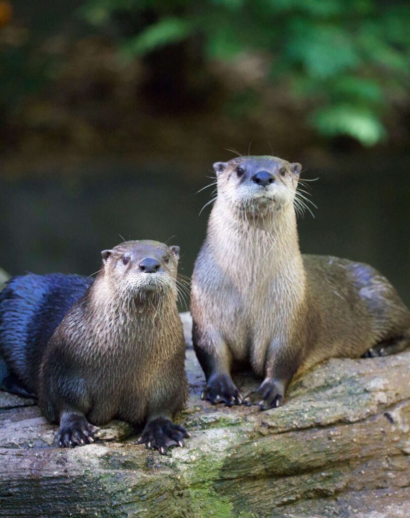 These viral animals from Michigan will turn your day around