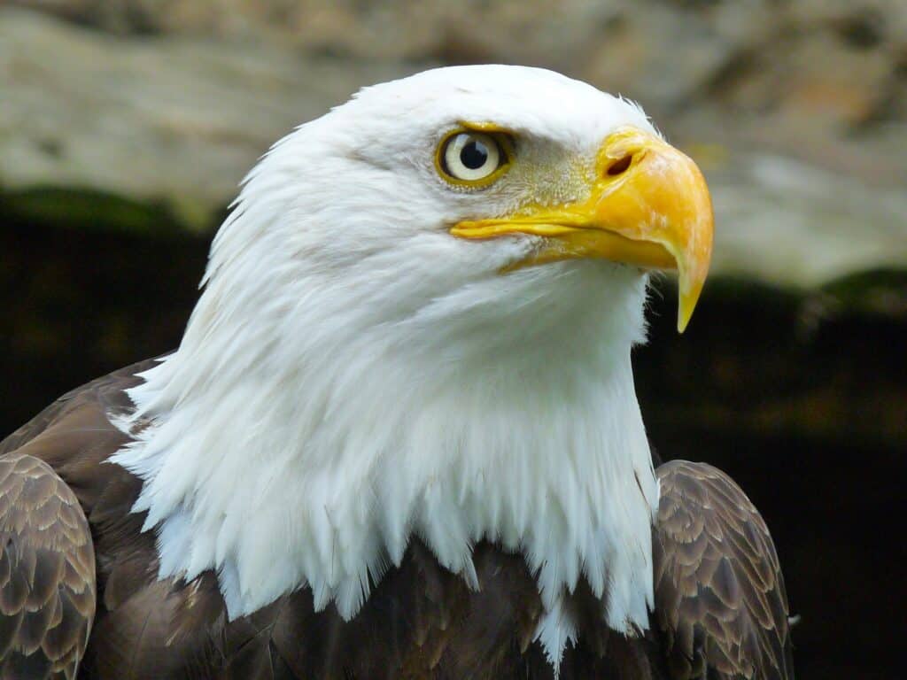 Hidden dangers in the wild fuel increase in Virginia eagle hospitalizations