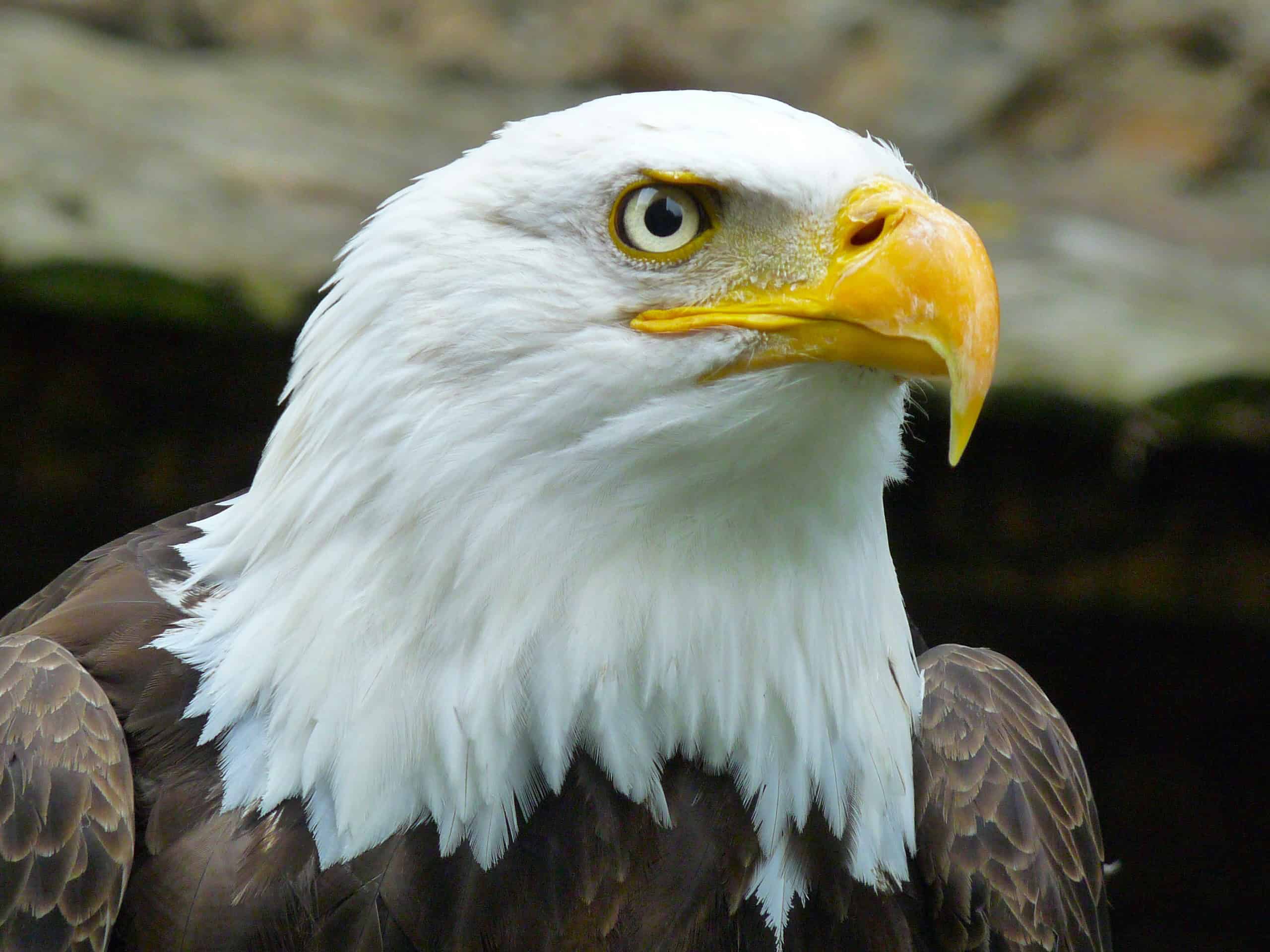 Hidden dangers in the wild fuel increase in Virginia eagle hospitalizations