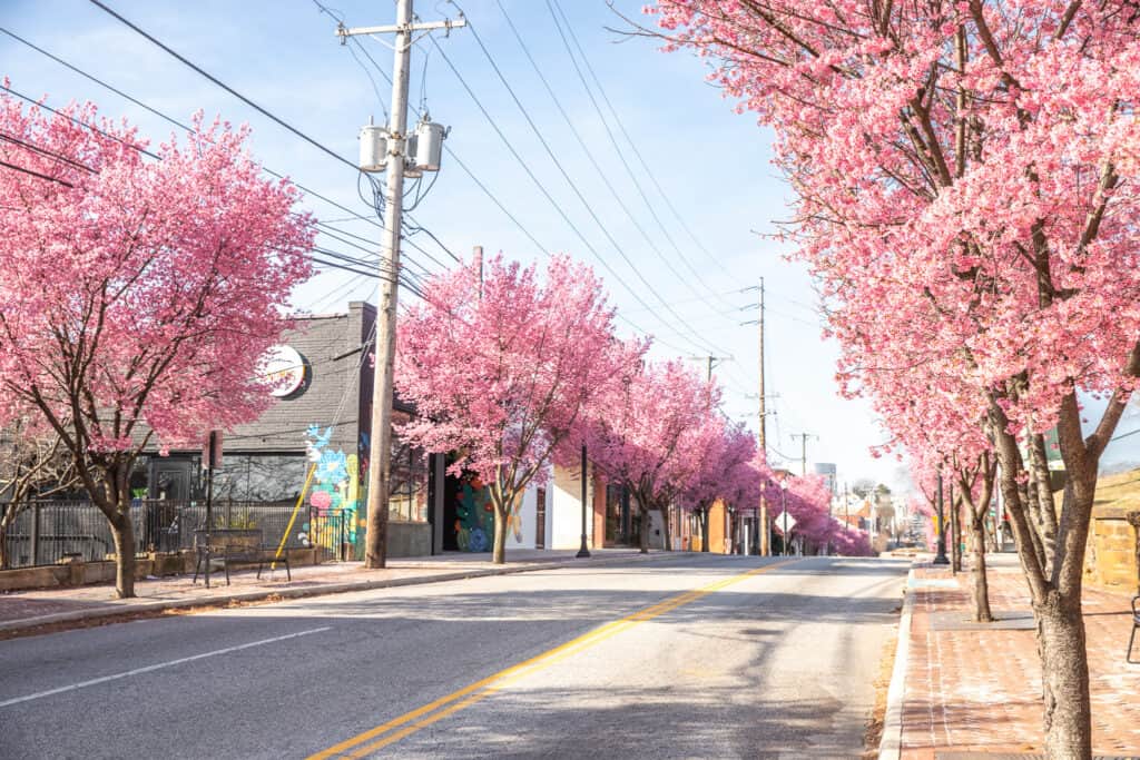 The 10 best places to see cherry blossoms in Virginia