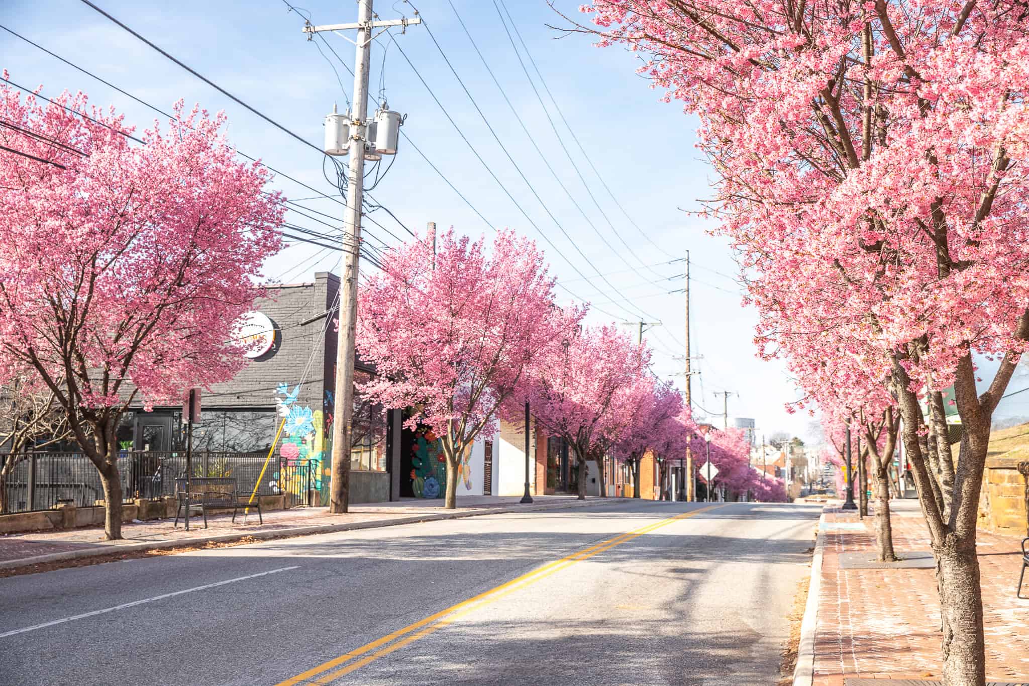 Cherry blossom alternatives: Virginia blooms without DC crowds