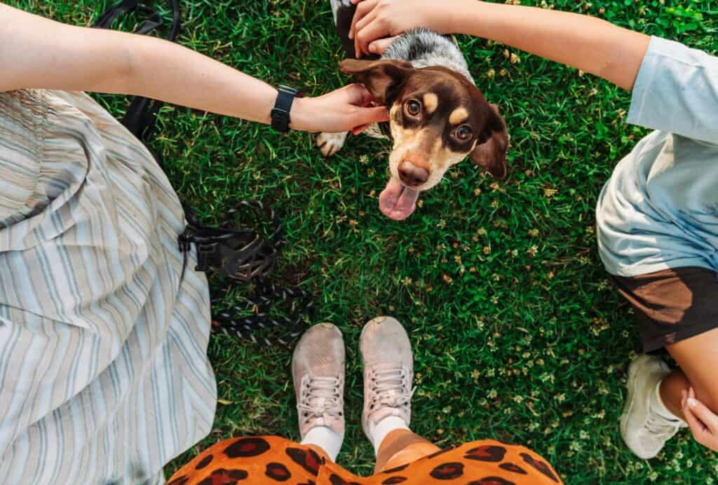 10 best dog parks in Phoenix for maximum zoomies & new BFFs