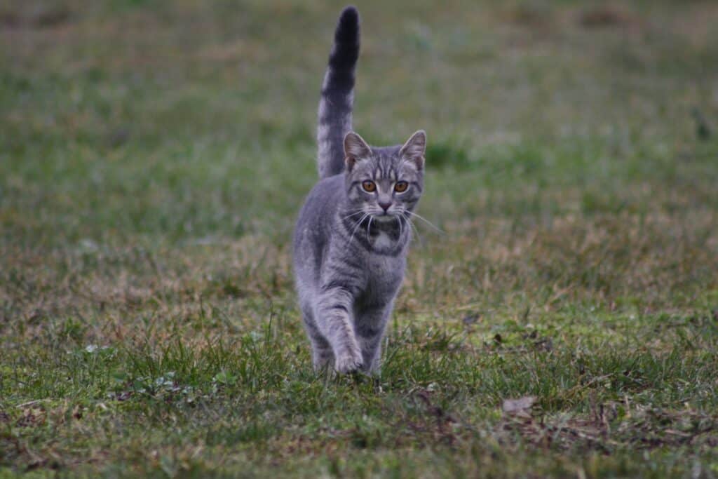 Dallas neighbors rally for community cat protections in city’s animal code