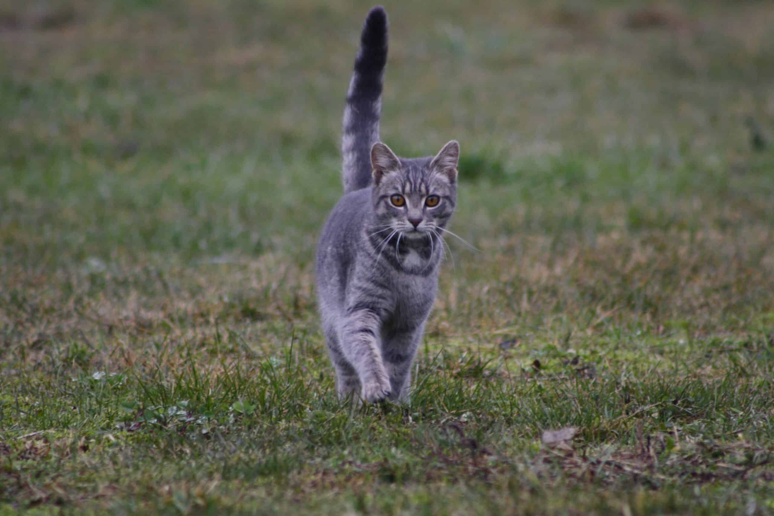 Dallas neighbors rally for community cat protections in city’s animal code