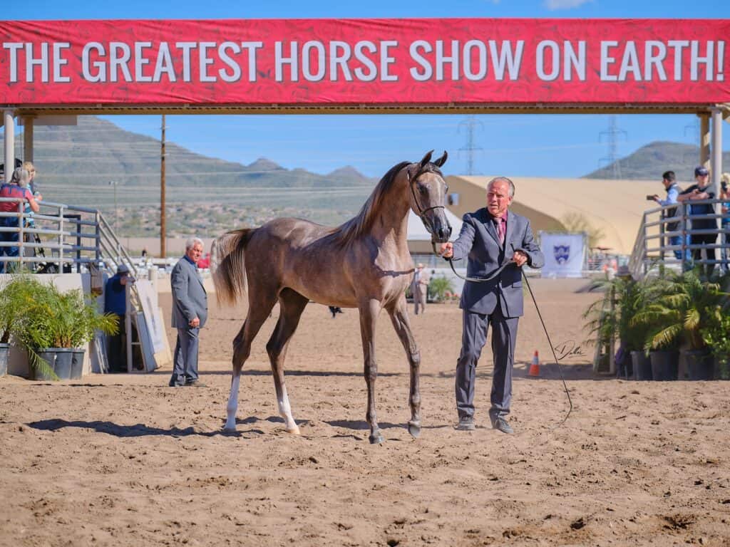 Your guide to the 2026 Scottsdale Arabian Horse Show