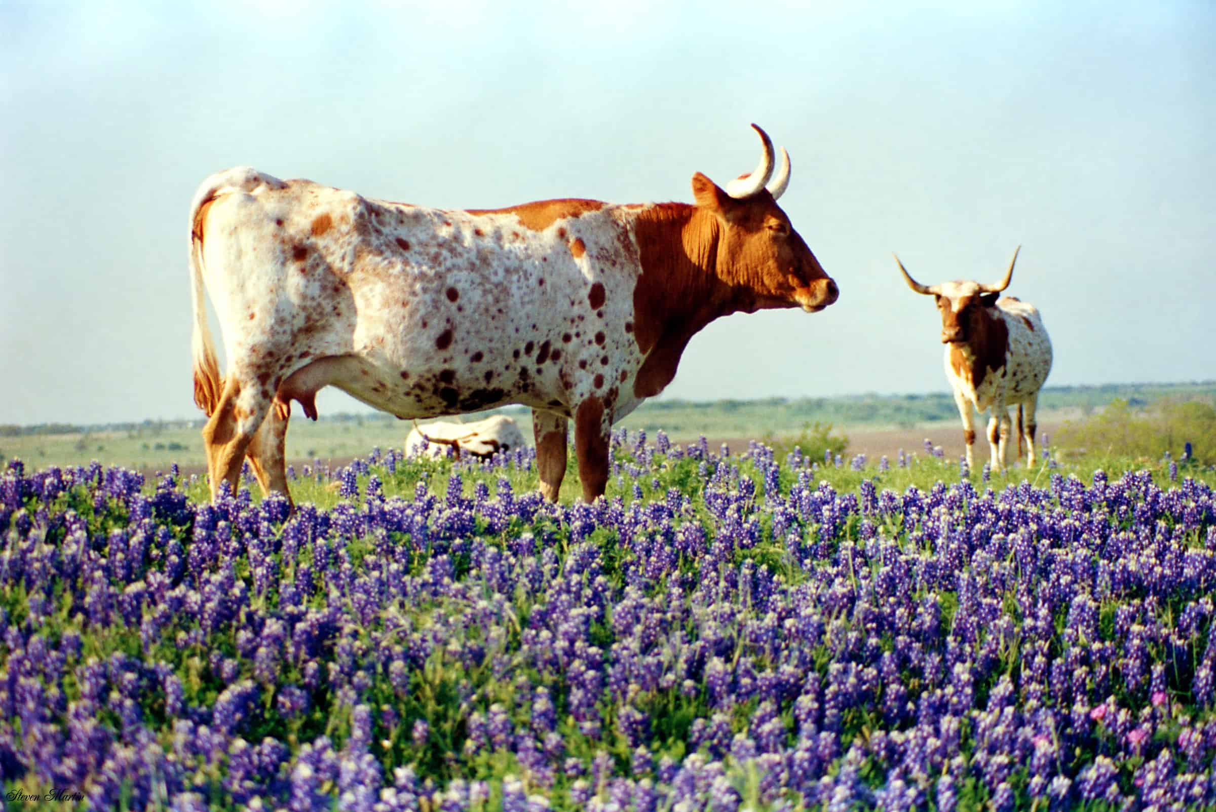 Why this year’s bluebonnet season is anything but predictable