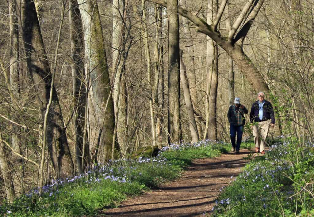 2026 Pennsylvania wildflower season: What to know & where to go