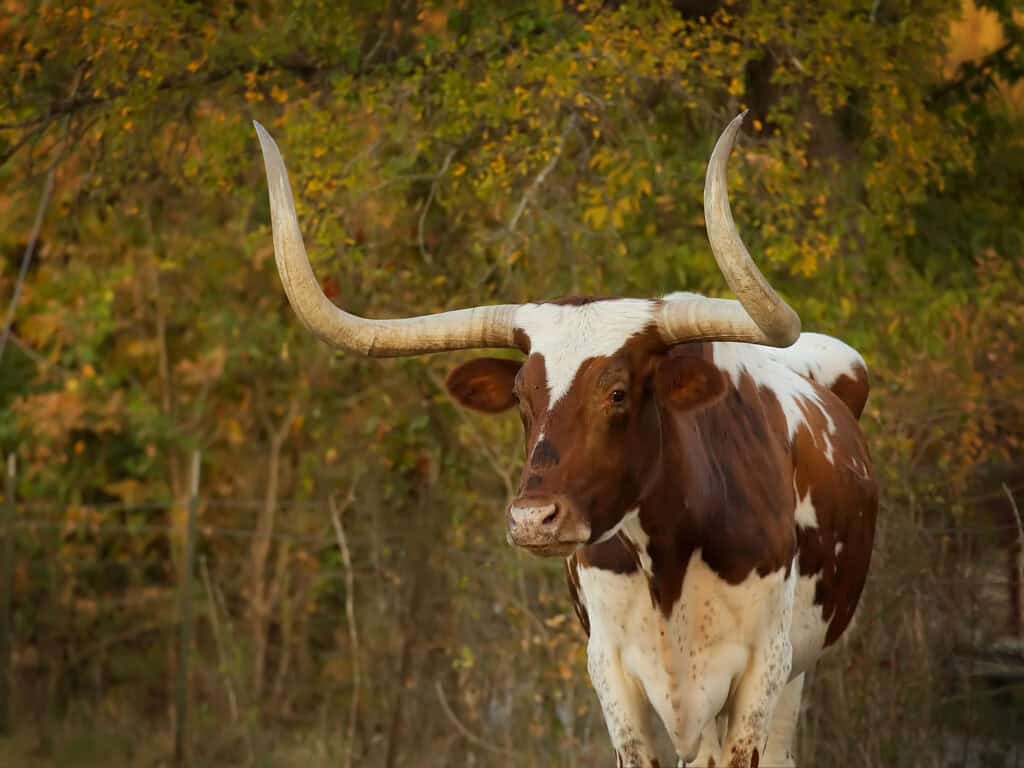 The history of Texas Longhorn cattle: From Christopher Columbus to a record Fort Worth sale