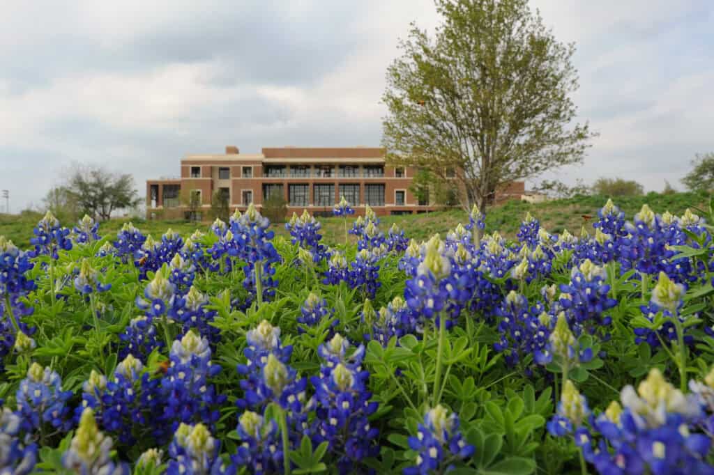 Head to these 7 spots in DFW to see breathtaking bluebonnets