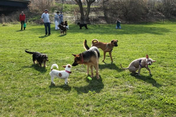 Hot dog! These are the 7 best dog parks in Milwaukee