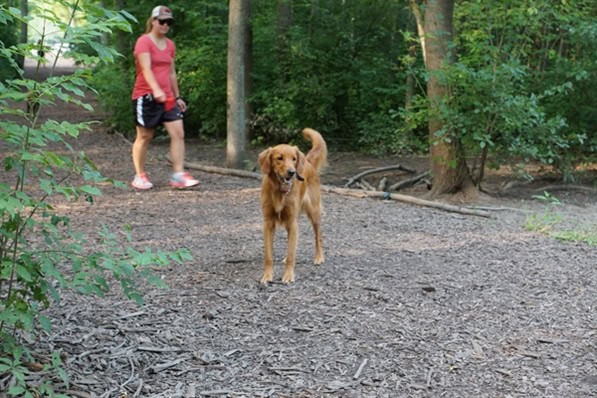 Hot dog! These are the 7 best dog parks in Milwaukee