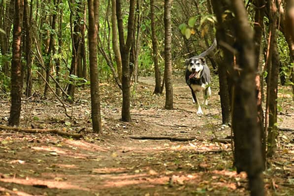 Hot dog! These are the 7 best dog parks in Milwaukee