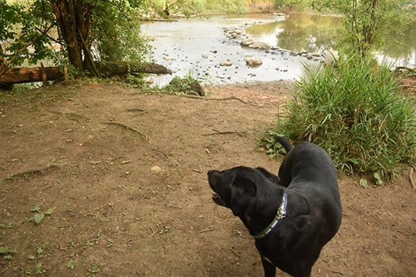 Hot dog! These are the 7 best dog parks in Milwaukee
