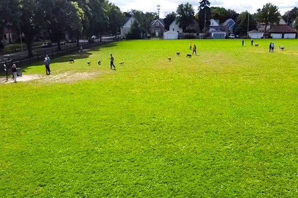 Hot dog! These are the 7 best dog parks in Milwaukee
