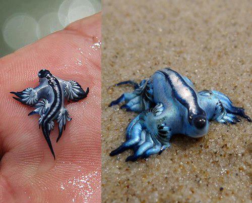 Blue dragons are washing up in Texas. Here’s why you shouldn’t pick one up