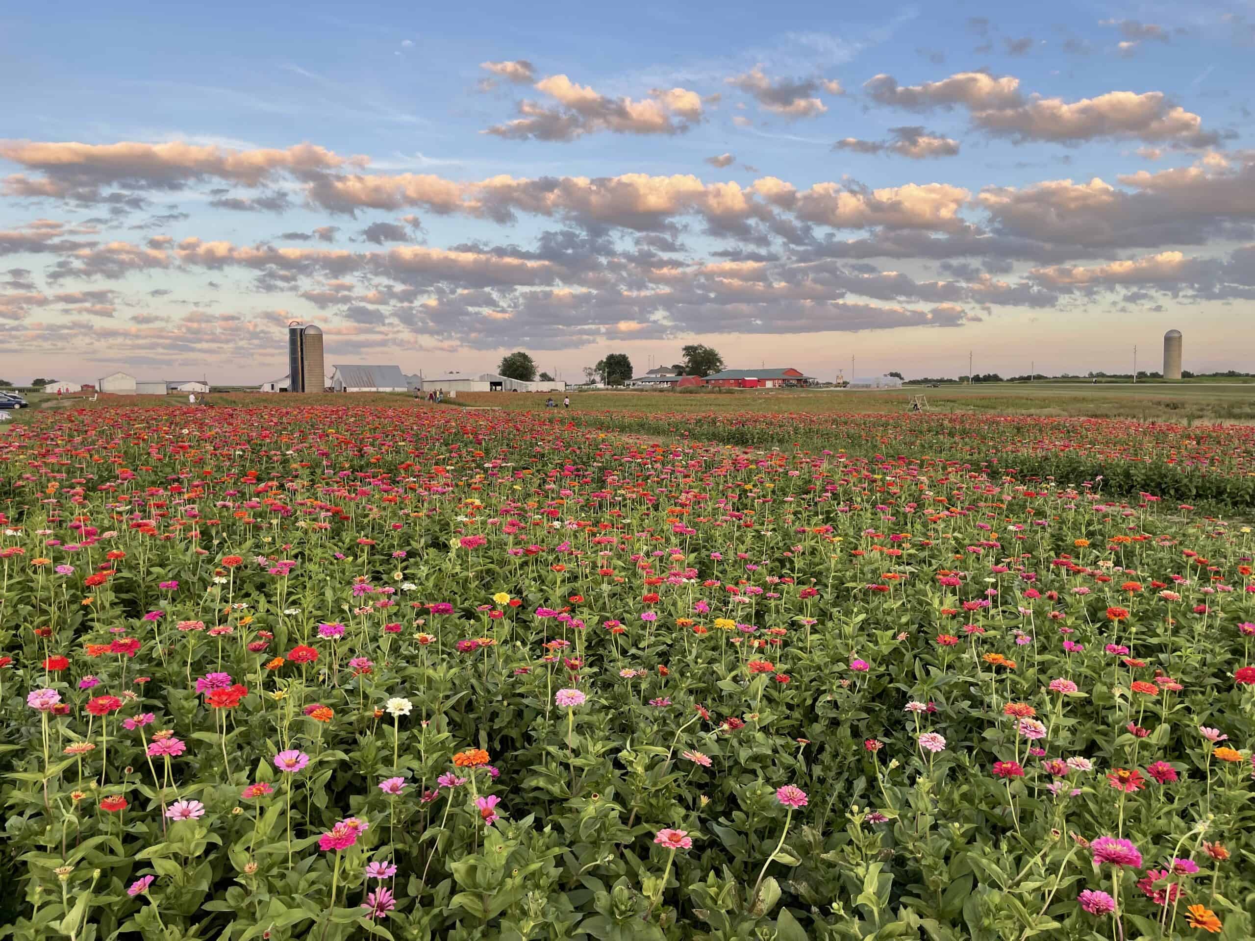 8 Iowa flower festivals worth driving across the state for