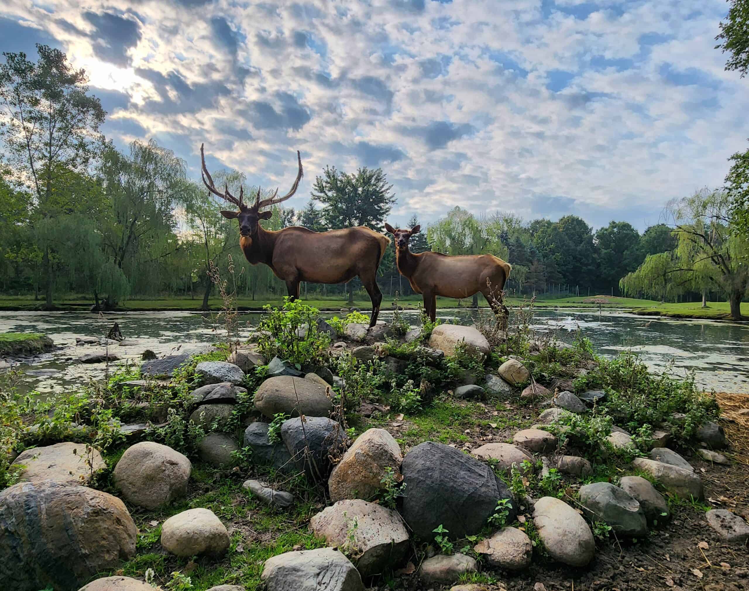 8 animal sanctuaries in Michigan (+ the animals you’ll see at each one)