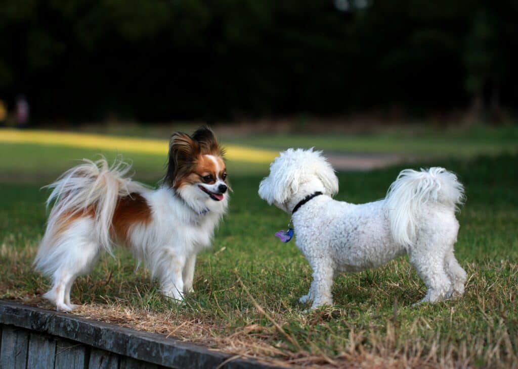 These 11 dog parks in Michigan are a pooch's paradise