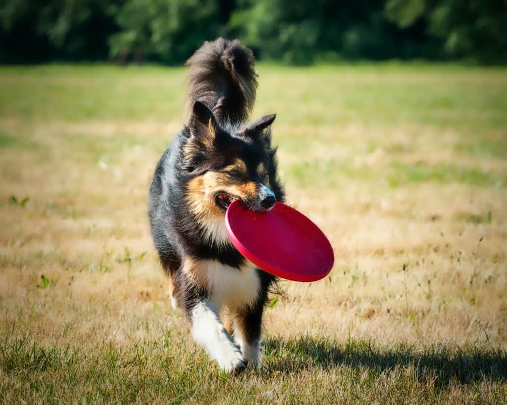 These 11 dog parks in Michigan are a pooch's paradise
