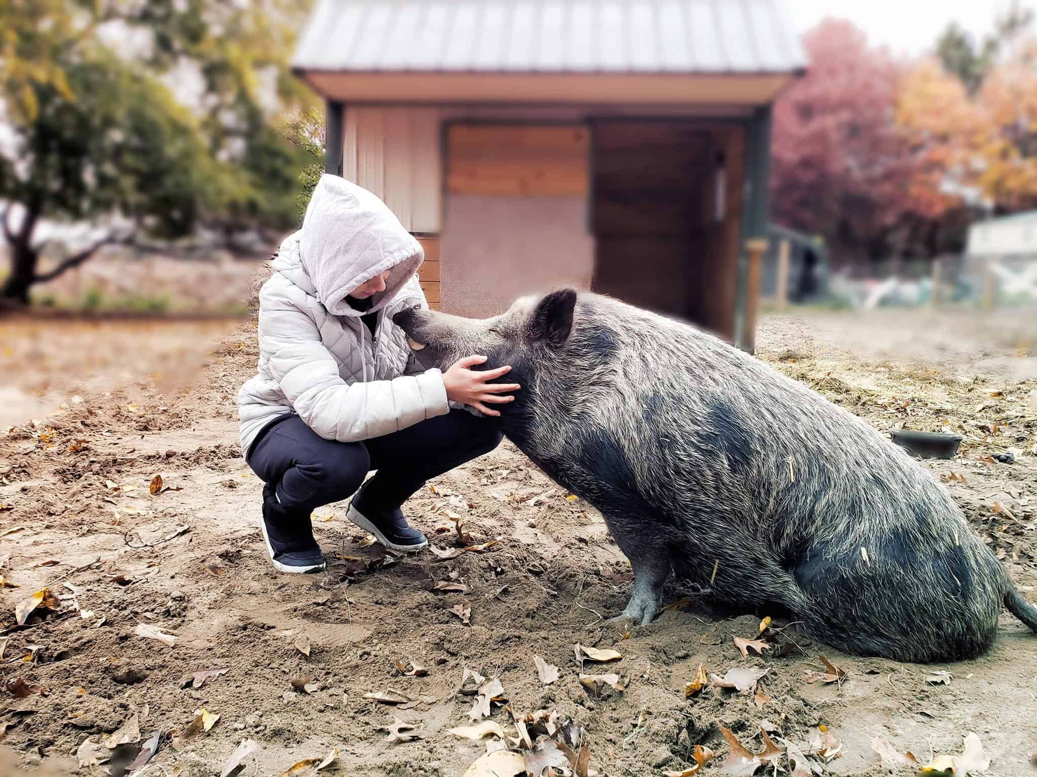 10 animal sanctuaries in Wisconsin (+ the animals you’ll see at each one)