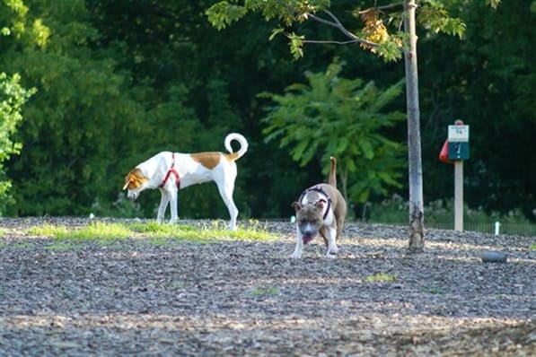 Hot dog! These are the 7 best dog parks in Milwaukee