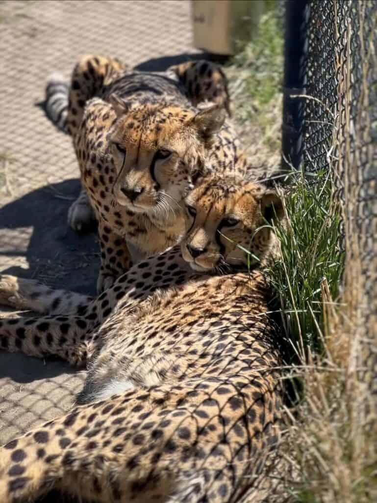 3 animal sanctuaries in Nevada (+ the critters you’ll meet at each one)