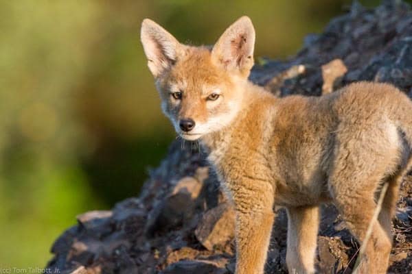 4 animal sanctuaries in Arizona (+ the animals you’ll see at each one)