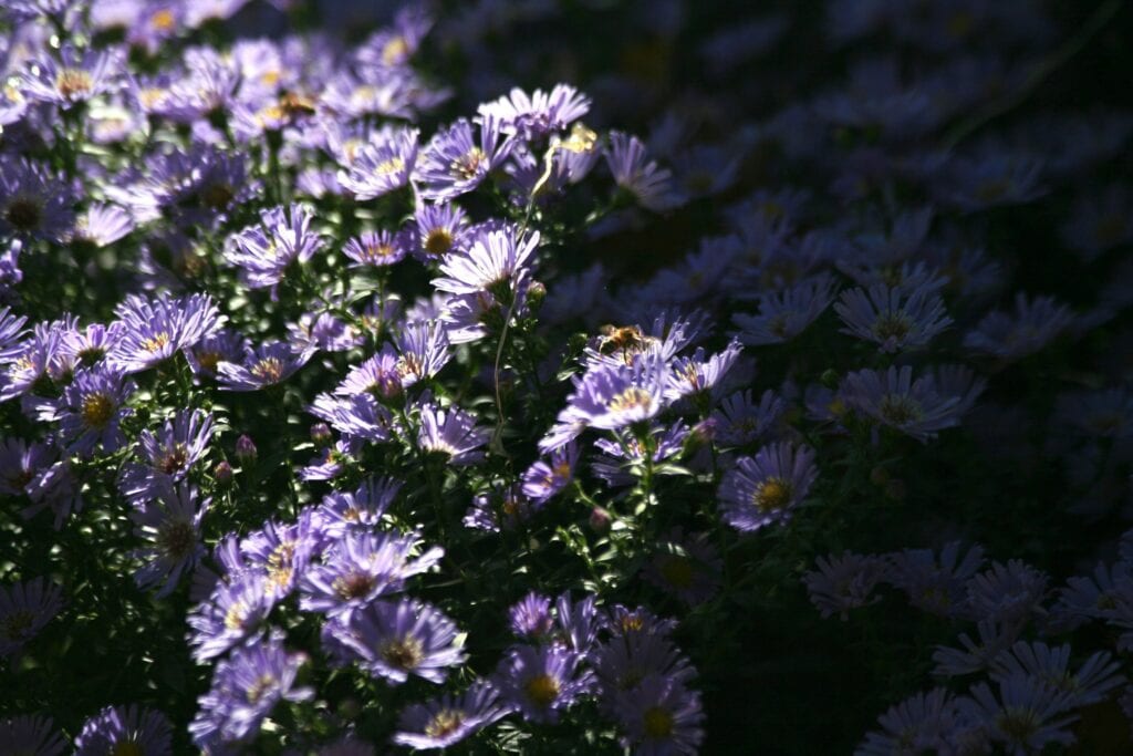 2026 Michigan wildflower season: What to know & where to go
