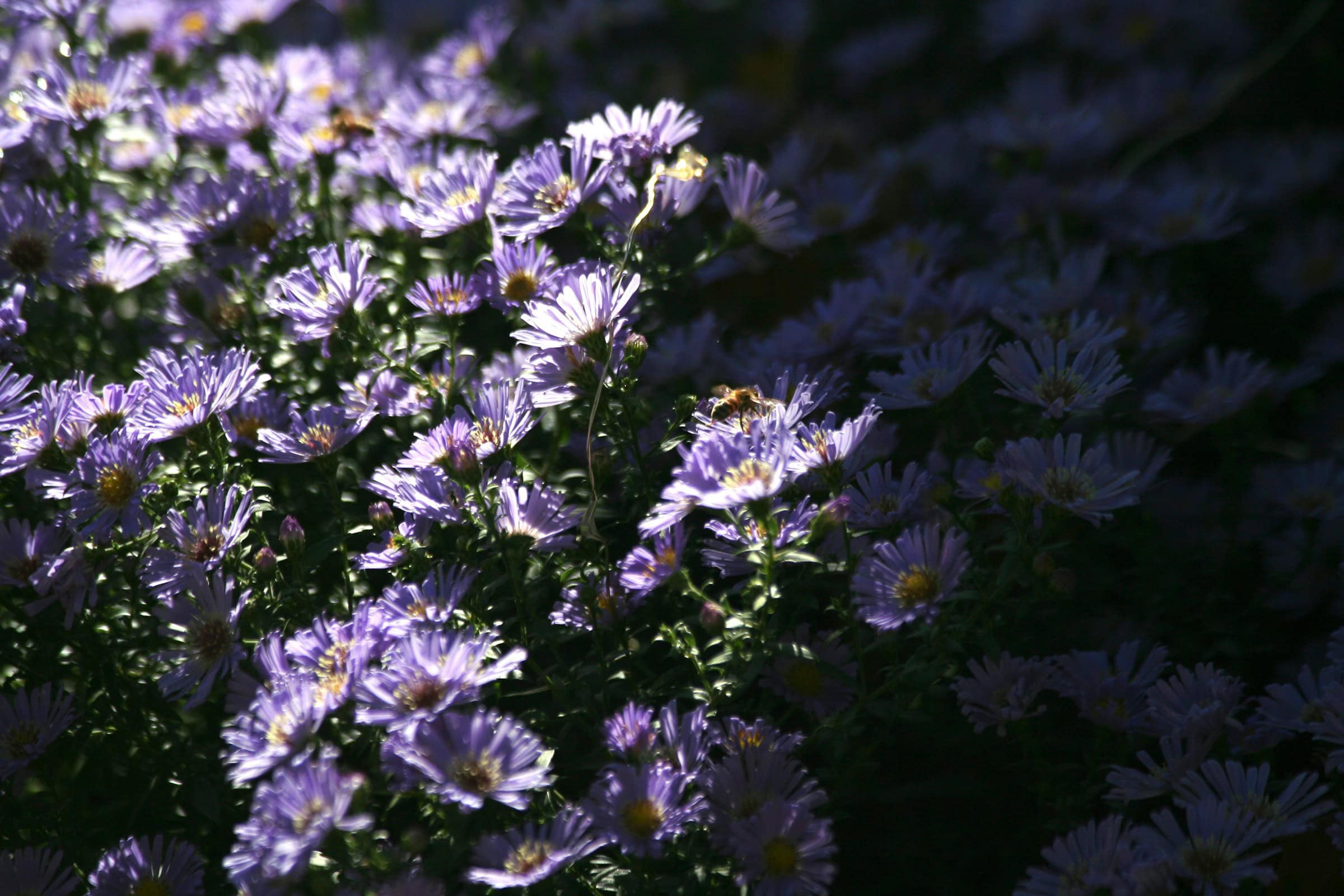 2026 Michigan wildflower season: What to know & where to go