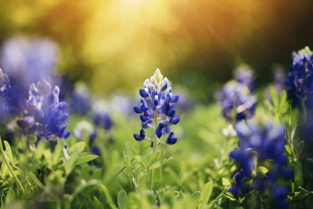 The 7 best spots to find bluebonnets in DFW