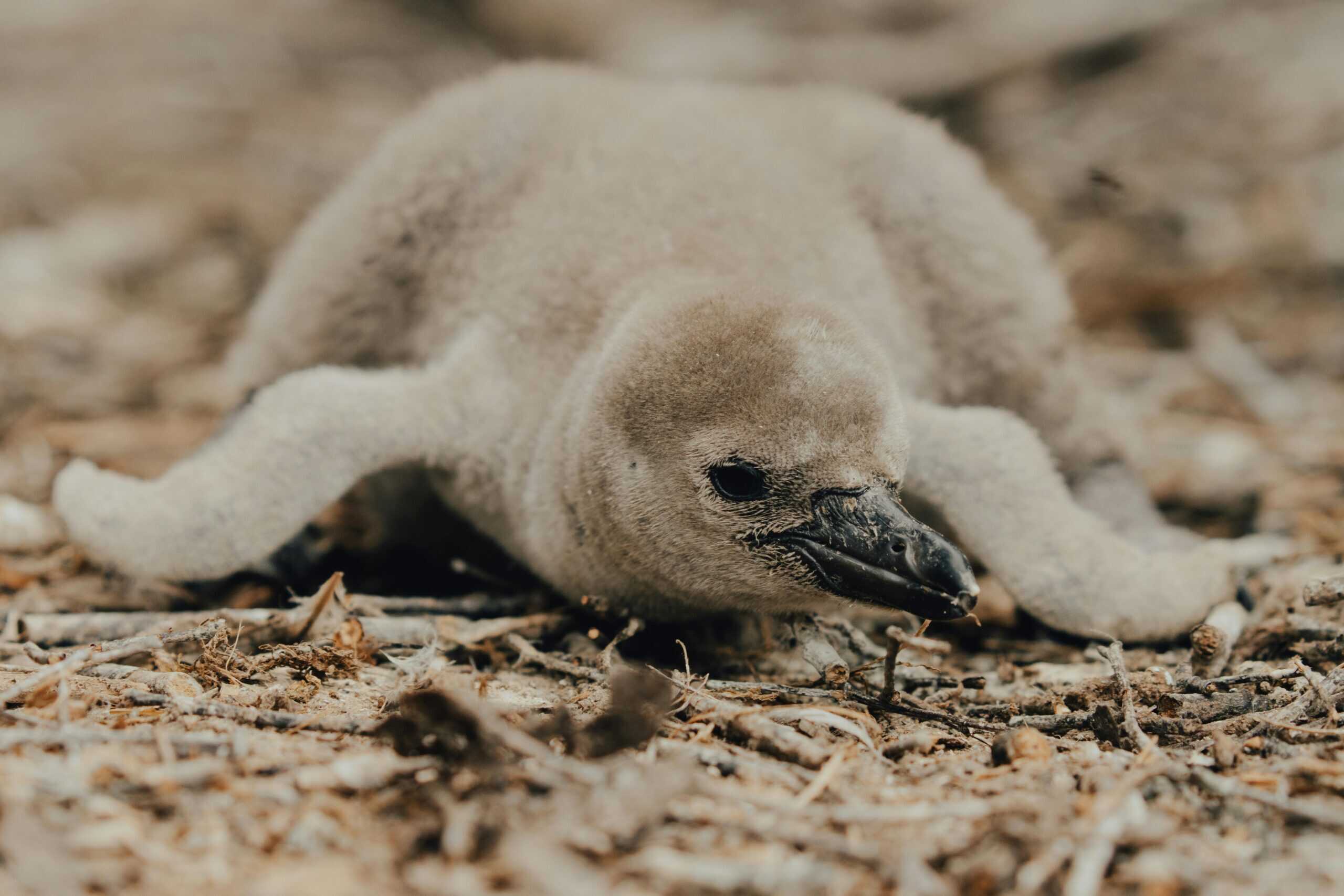 Moody Gardens celebrates first-ever Humboldt penguin hatch