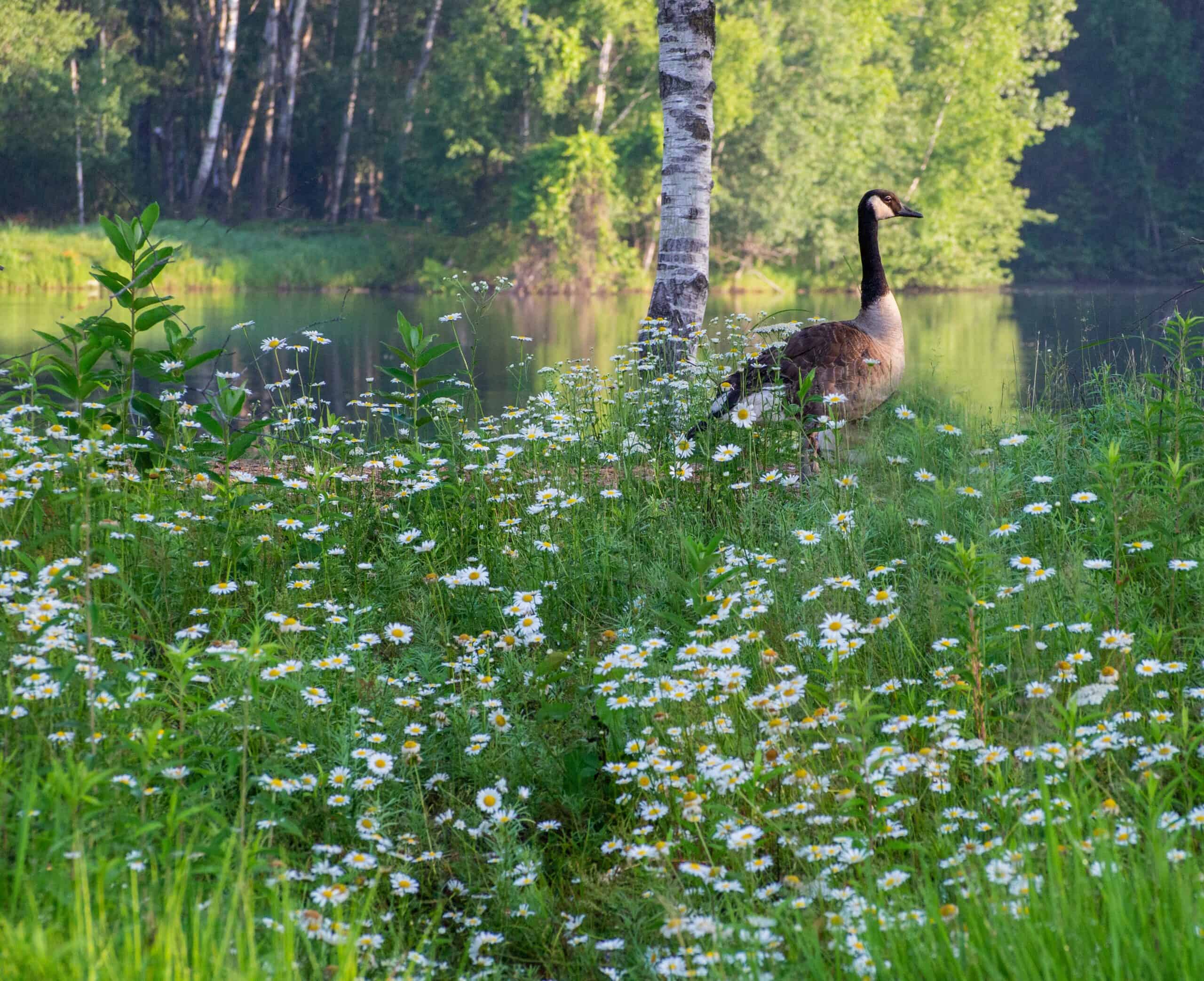 2026 Wisconsin wildflower season: What to know & where to go