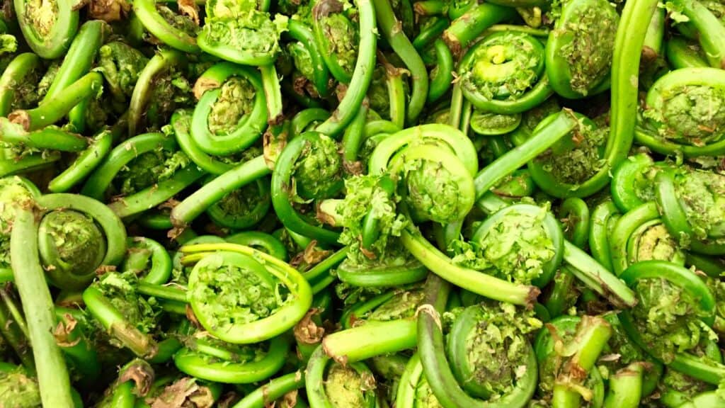 Why New Hampshire is a forager's paradise